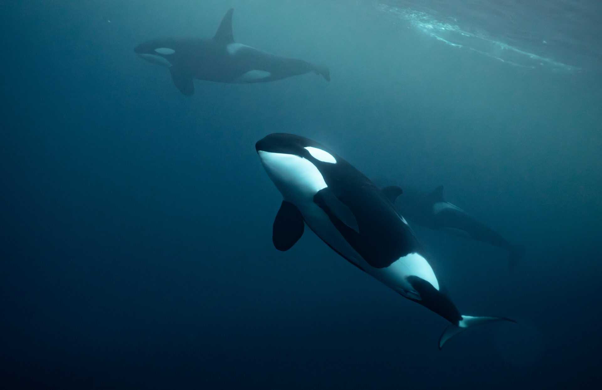 A young orca pauses and turns