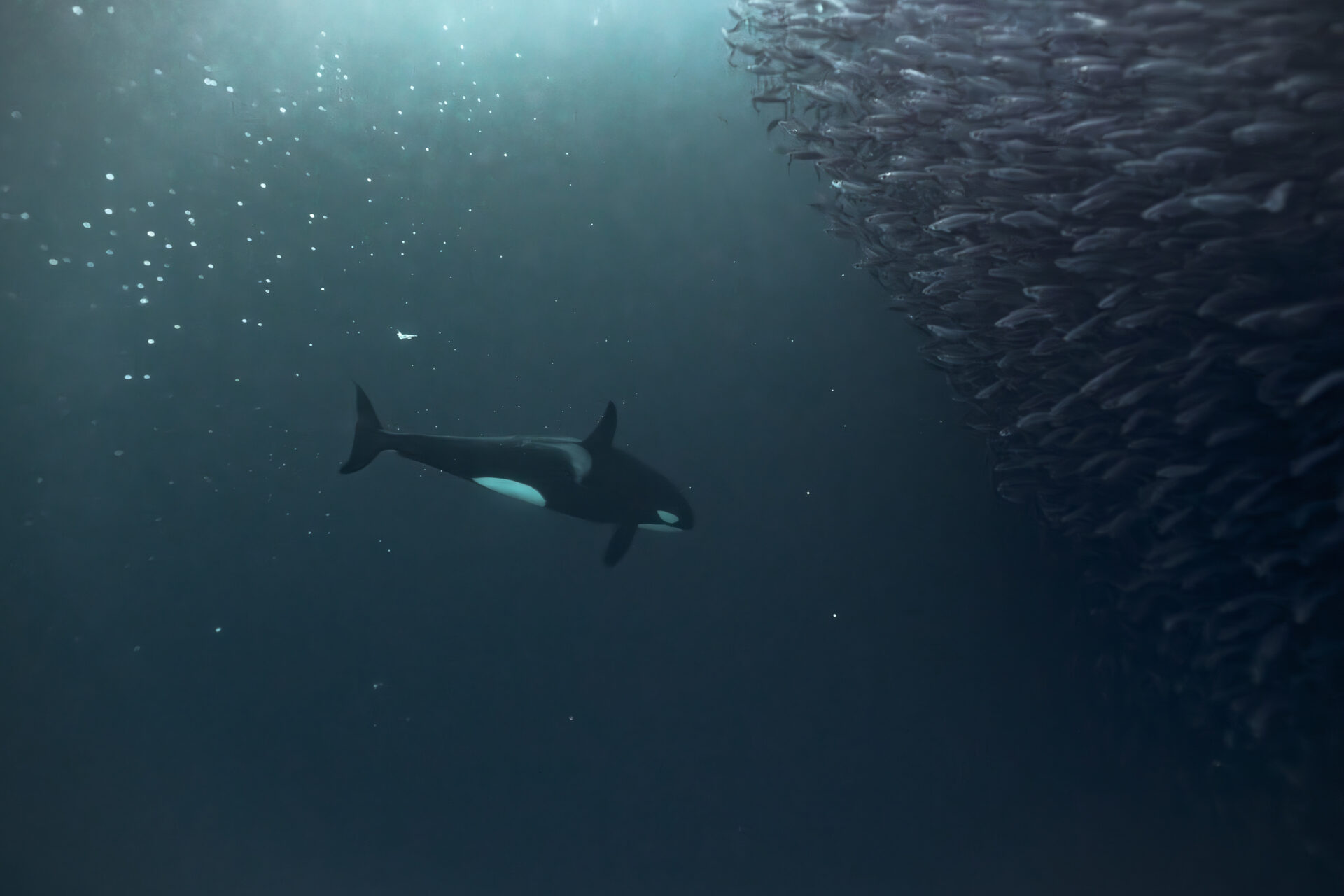 Working the bait ball