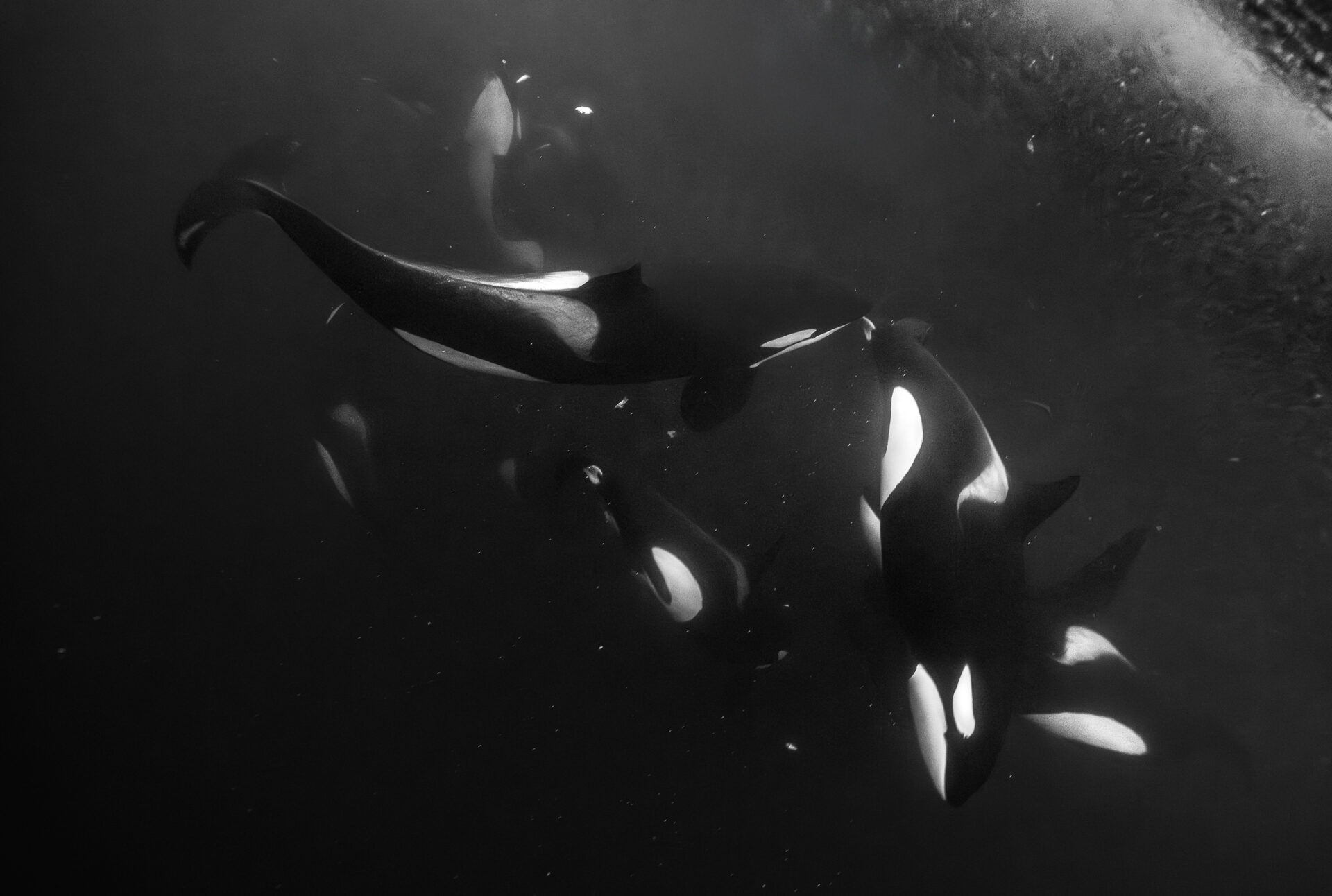 The pod moving together through darkness — memory in motion