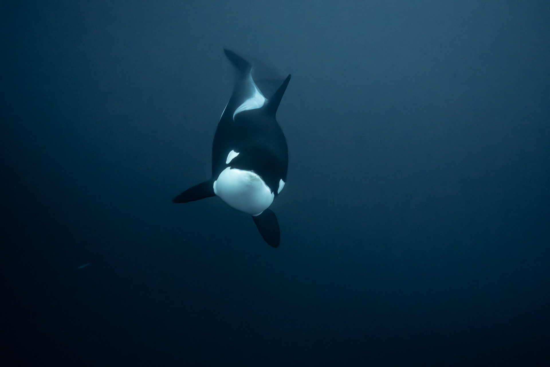 Final shot of the Arctic fjord — vast, quiet, unchanged