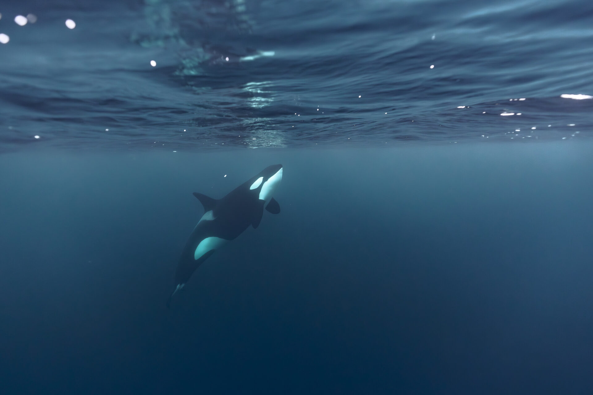 A curious orca calf pauses to look