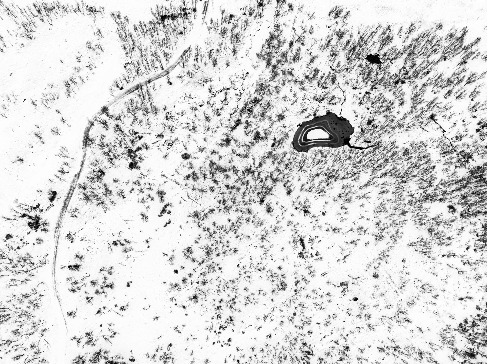 Arctic vegetation fighting through snow