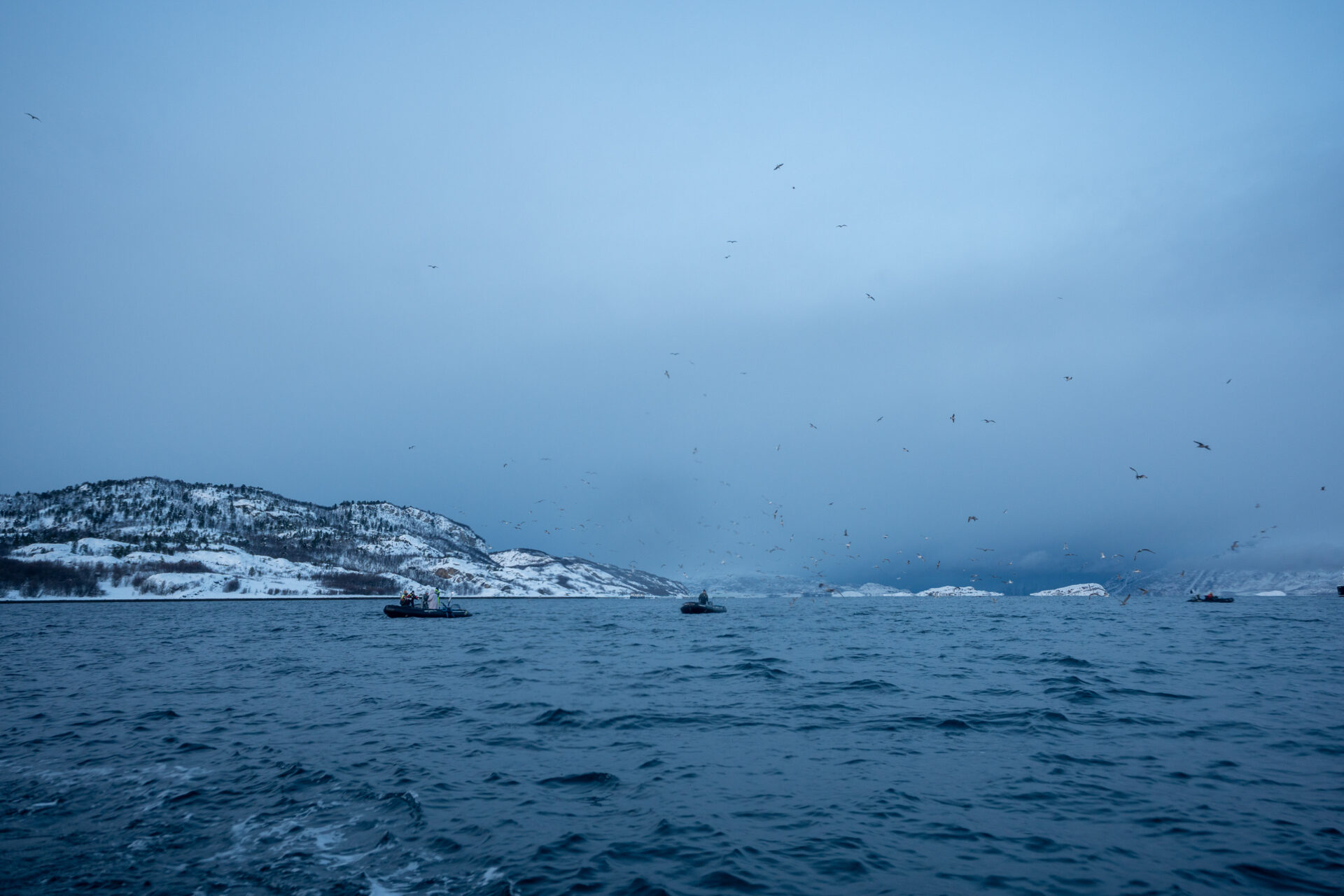 Birds scattering above the fjord as orcas hunt below